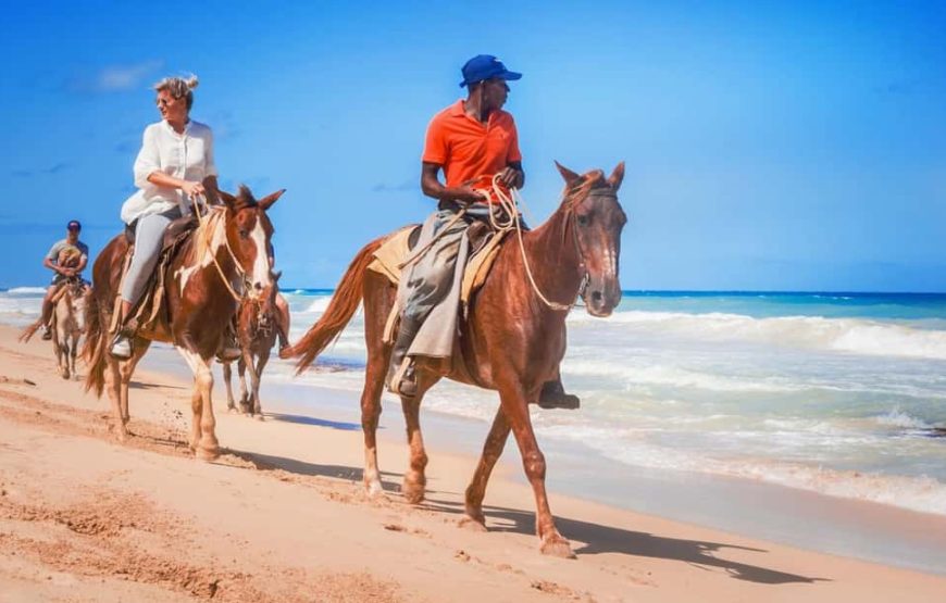 Horse on the Beach in Hurghada