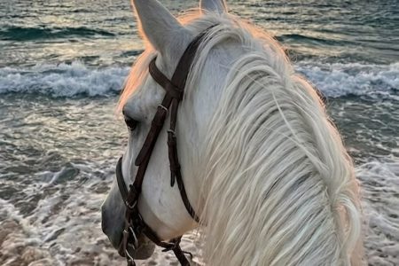 Passeggiata a Cavallo