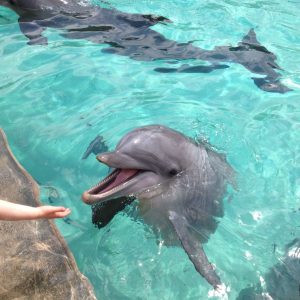 Nuoto con i Delfini
