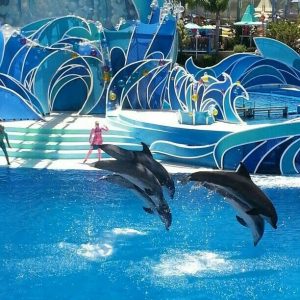 Spettacolo con i Delfini